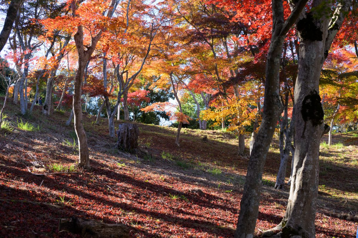 修善寺もみじ林2024.11.29